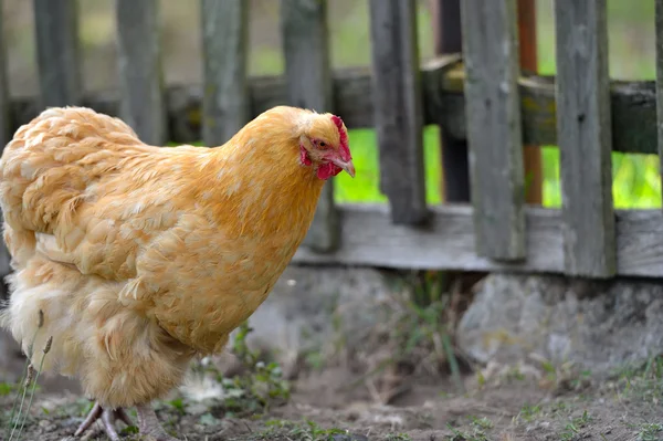 Pollo en la hierba en una granja —  Fotos de Stock