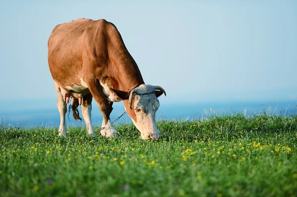 Kráva je pastva v horách — Stock fotografie