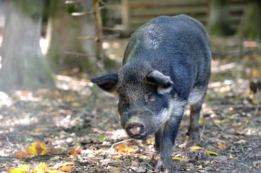 Ormanda yaban domuzu