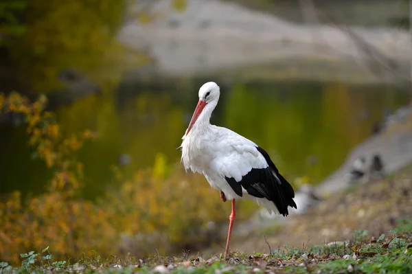 White stork — Stock Photo, Image