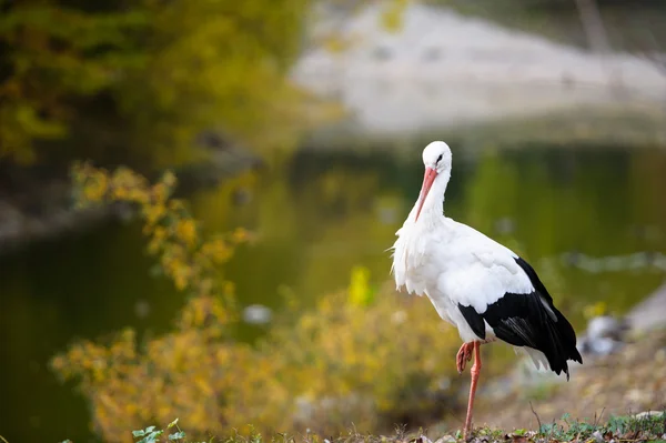 Weißstorch — Stockfoto