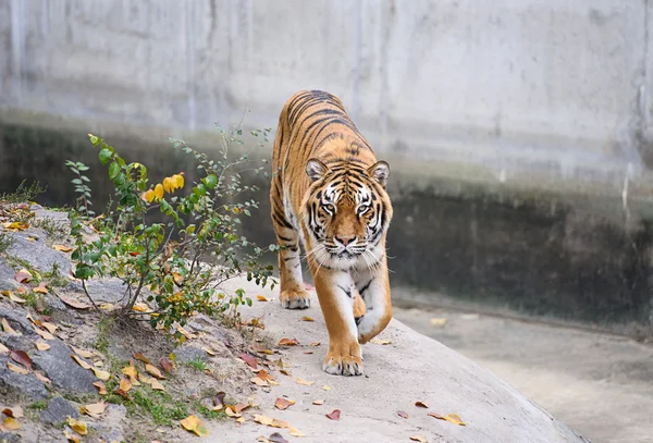 Amur tygrysy — Zdjęcie stockowe