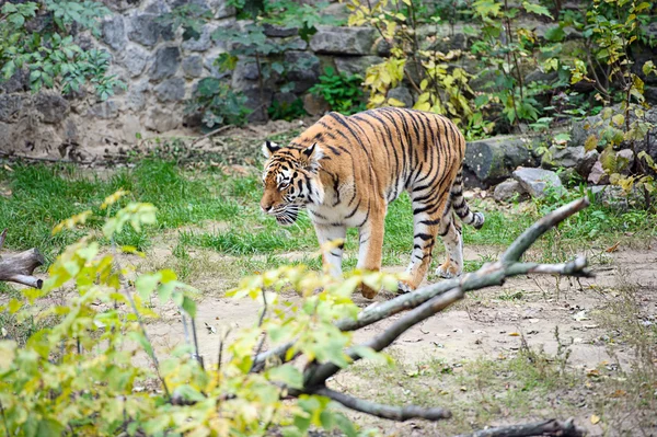 Amur tygrů trávě — Stock fotografie