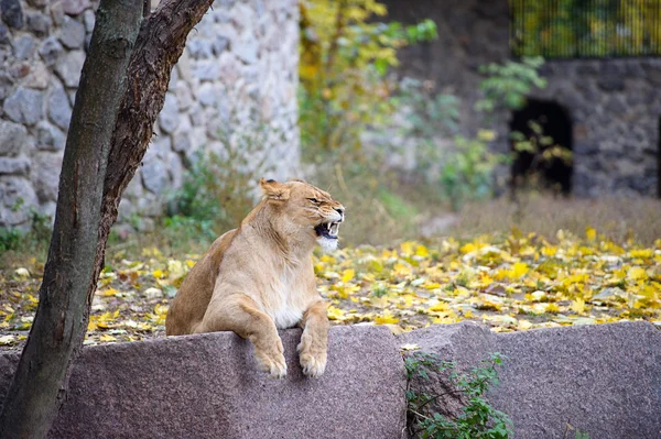 León rugiente — Foto de Stock