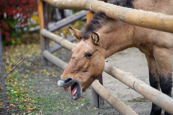Lustiges Pferd — Stockfoto
