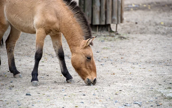 Caballo — Foto de Stock