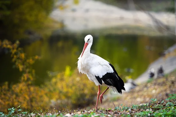Cigüeña blanca —  Fotos de Stock