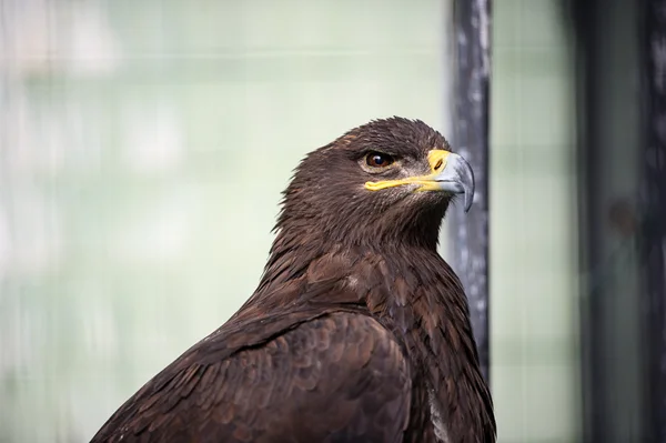 Porträtt unga eagle — Stockfoto