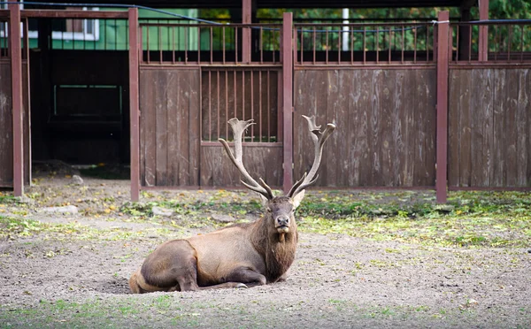 Rådjur — Stockfoto