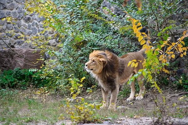 Leone. — Foto Stock