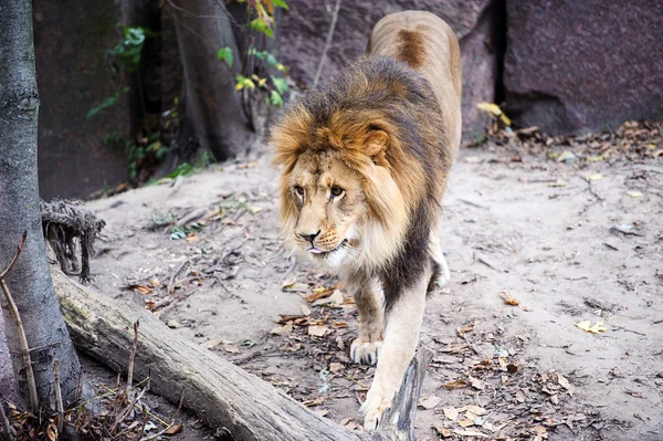 Leone. — Foto Stock