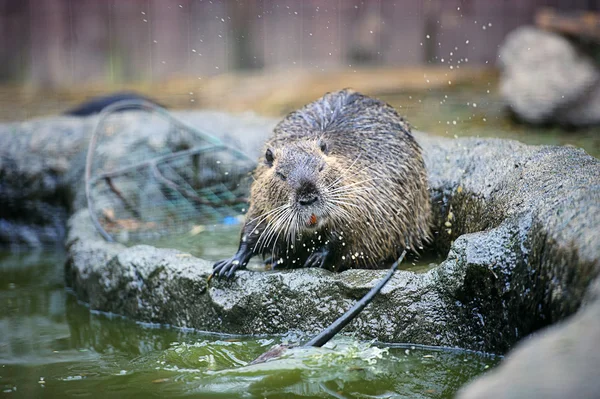 Nutria in einem Wasserstrahl — Stockfoto