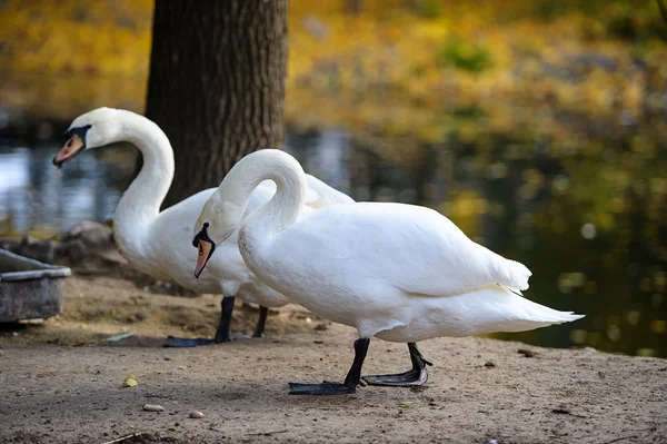 White goose — Stock Photo, Image