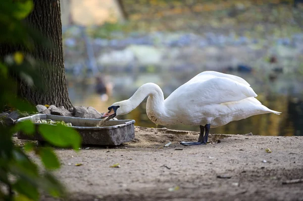 Oca bianca mangia cibo — Foto Stock