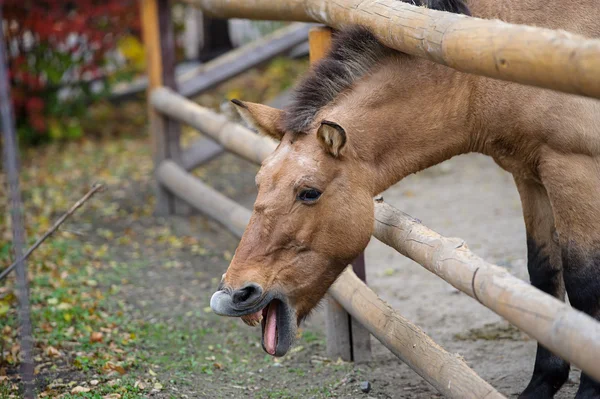 Śmieszne konia — Zdjęcie stockowe