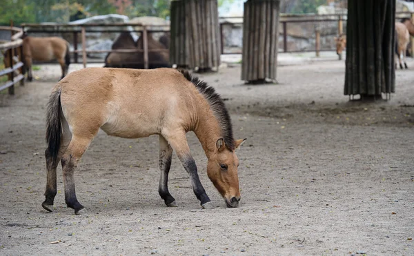 Horses — Stock Photo, Image