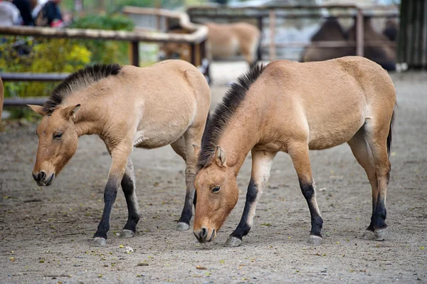 Horses — Stock Photo, Image