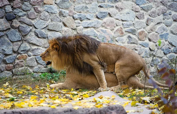 Leones apareándose —  Fotos de Stock