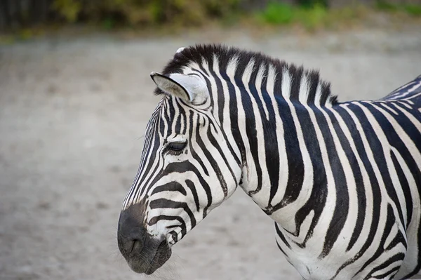 Porträtt av zebra — Stockfoto