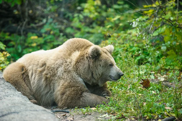 Braunbär — Stockfoto