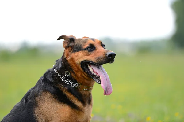 Cão feliz — Fotografia de Stock