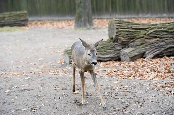 Een beetje westerse reeën — Stockfoto