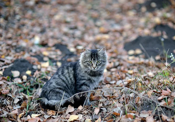 Gatto seduto sulle foglie d'autunno — Foto Stock