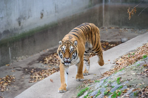 Amur Tigers — Stock Photo, Image