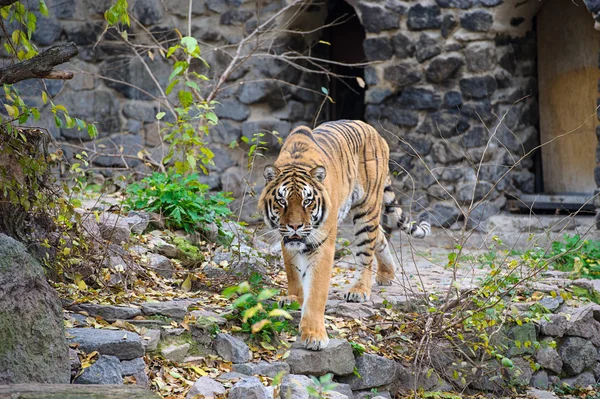 Amur tygrů — Stock fotografie