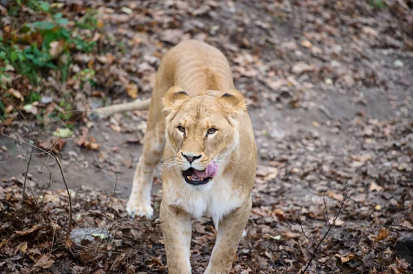 Leone. — Foto Stock