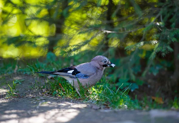 Mavi alakarga (cyanocitta cristata) orman — Stok fotoğraf