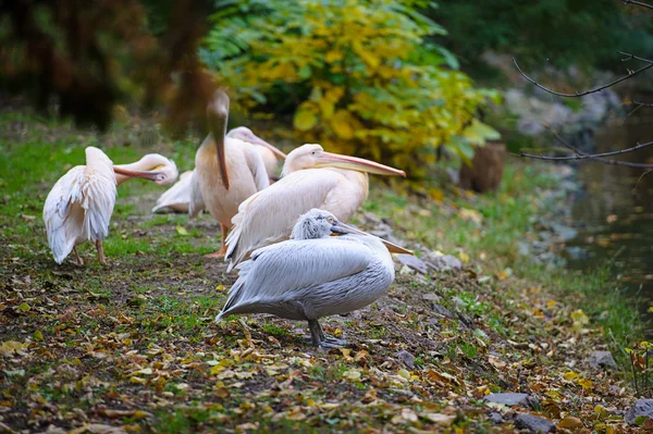 Gruppe weißer Pelikane — Stockfoto