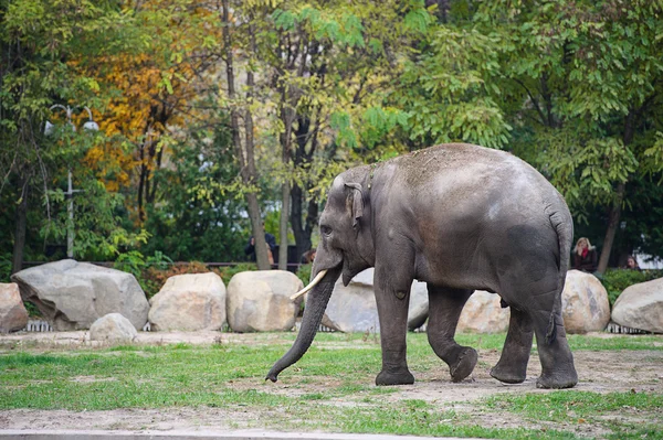 Elephant — Stock Photo, Image