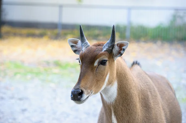 Jovem nilgai antílope (Boselaphus tragocamelus ) — Fotografia de Stock