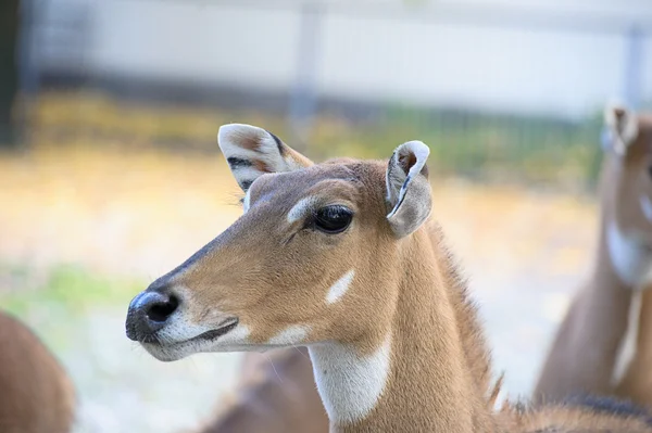 Junge Nilgai-Antilope (Boselaphus tragocamelus)) — Stockfoto