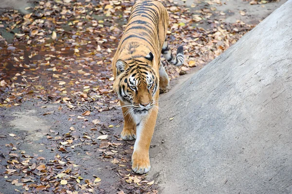 Амурские тигры — стоковое фото