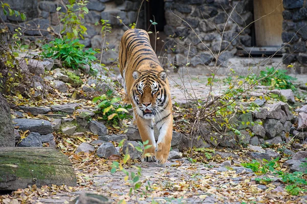 Tigres de Amur — Fotografia de Stock