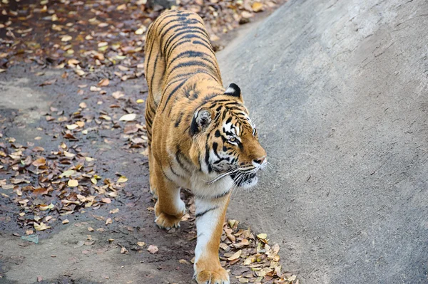 Amur-Tiger — Stockfoto