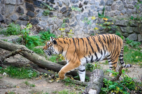 Amoer tijgers — Stockfoto