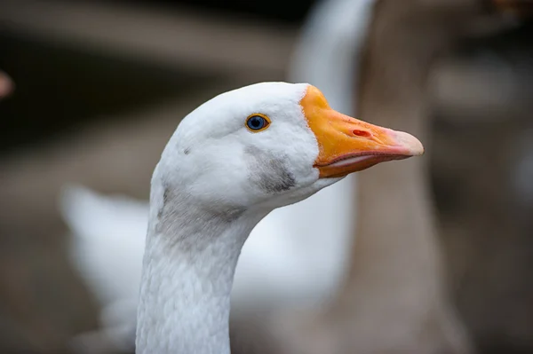 Witte ganzen — Stockfoto