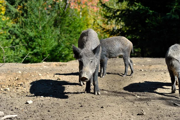 Sanglier dans la forêt — Photo