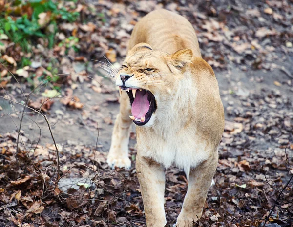 León enojado — Foto de Stock