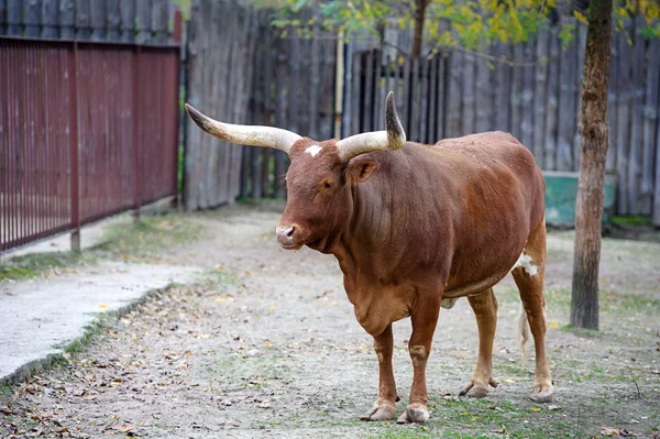 Bovini Watusi — Foto Stock