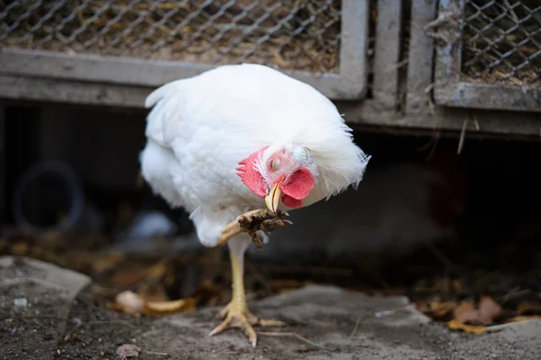 Funny white chicken on a farm — Stock Photo, Image