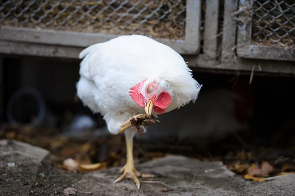 Funny white chicken on a farm