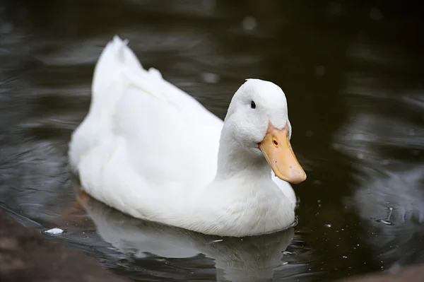 Flotteurs de canard sur l'eau — Photo