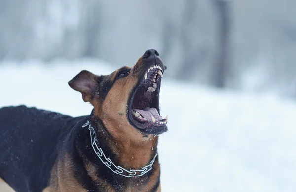 Cão irritado na neve — Fotografia de Stock