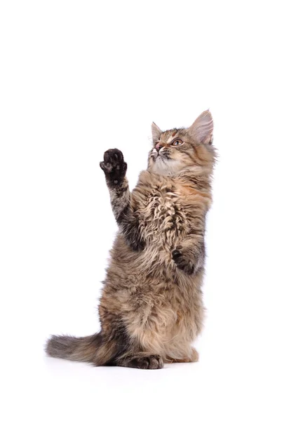 komik kedi üzerinde beyaz izole 