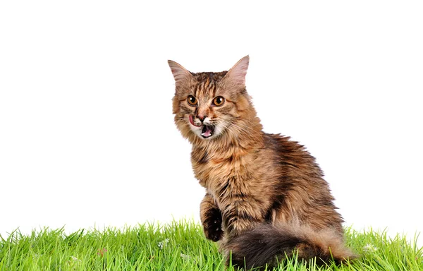 Смешной котенок на зеленой траве — стоковое фото