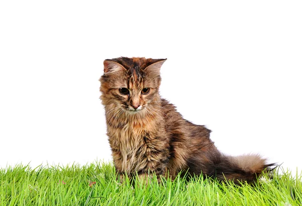 Gatinho engraçado gato na grama verde — Fotografia de Stock